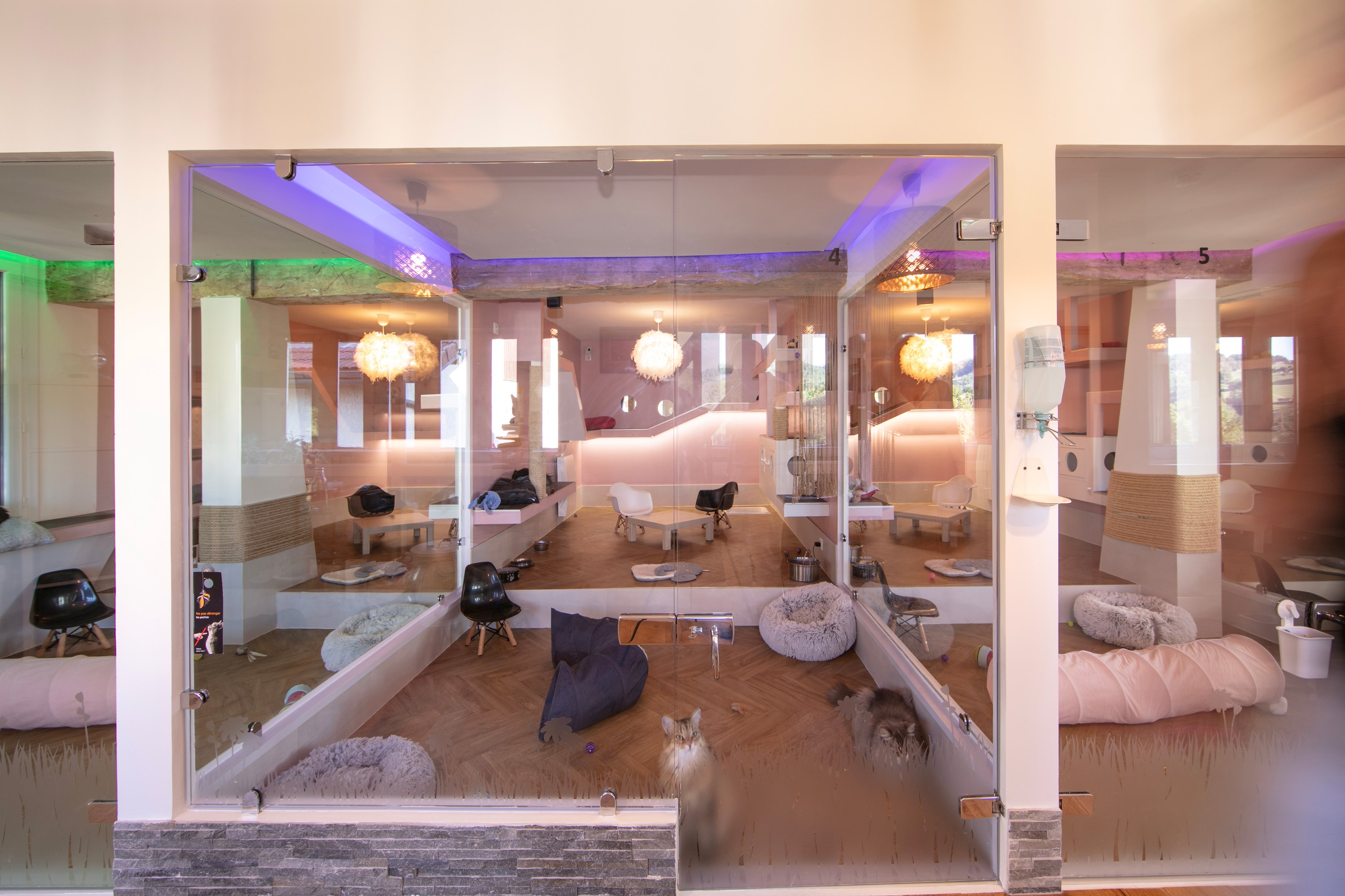 <p class="h2 noir noAnim"><span class="sousTitre">Chambre</span>collective</p><div class="txtHover "><div class="content">Un espace prévu en petit collectif de 5 à 8 chats. Parcours d'étagères, cachettes, griffoirs, coussins, doudous, jouets … tout est prévu pour leur confort et leur bien-être. Cet hébergement est All inclusive : buffet croquettes à volonté, litière …</div></div> -image