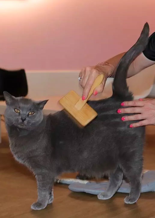 se faire une beauté -image