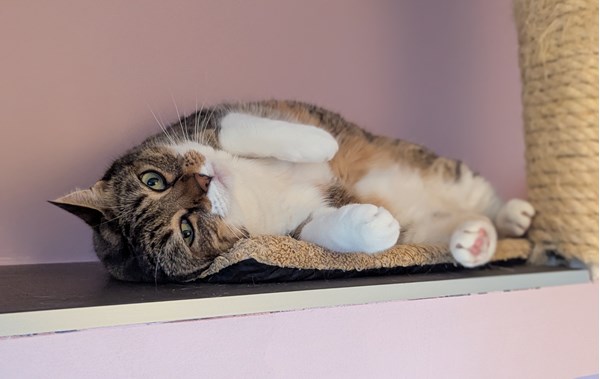 <div style="font-size: 30px; font-weight: 800;">☀️ Vacances estivales ☀️</div>