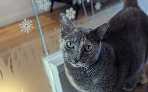 <div style="font-size: 20px; font-weight: 800;">❄️ Vacances d'hiver ❄️</div>